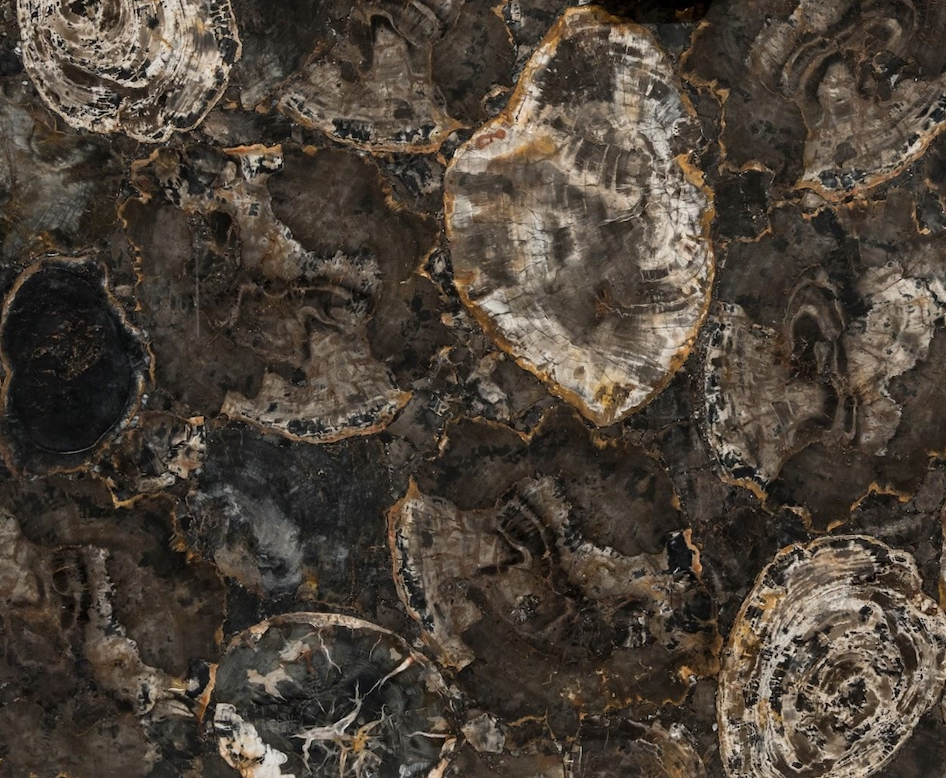 Black Petrified Wood Semi-Precious Stone Slab